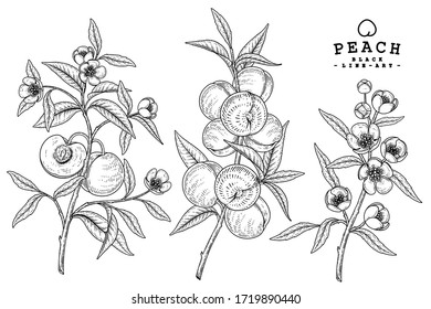 Vector Sketch Peach decorative set. Hand Drawn Botanical Illustrations. Black and white with line art isolated on white backgrounds. Fruits drawings. Retro style elements.
