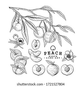 Vector Sketch Peach decorative set. Hand Drawn Botanical Illustrations. Black and white with line art isolated on white backgrounds. Fruits drawings. Retro style elements.
