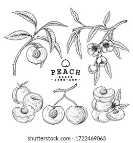 Vector Sketch Peach decorative set. Hand Drawn Botanical Illustrations. Black and white with line art isolated on white backgrounds. Fruits drawings. Retro style elements.
