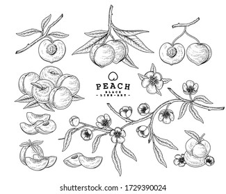 Vector Sketch Peach decorative set. Hand Drawn Botanical Illustrations. Black and white with line art isolated on white backgrounds. Fruits drawings. Retro style elements.
