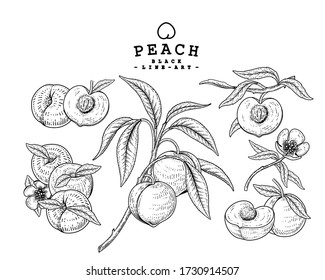 Vector Sketch Peach decorative set. Hand Drawn Botanical Illustrations. Black and white with line art isolated on white backgrounds. Fruits drawings. Retro style elements.
