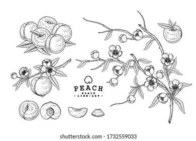 Vector Sketch Peach decorative set. Hand Drawn Botanical Illustrations. Black and white with line art isolated on white backgrounds. Fruits drawings. Retro style elements.
