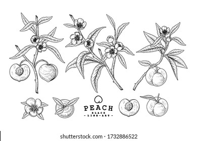 Vector Sketch Peach decorative set. Hand Drawn Botanical Illustrations. Black and white with line art isolated on white backgrounds. Fruits drawings. Retro style elements.
