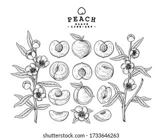Vector Sketch Peach decorative set. Hand Drawn Botanical Illustrations. Black and white with line art isolated on white backgrounds. Fruits drawings. Retro style elements.
