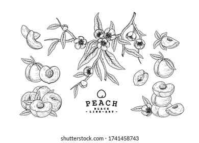 Vector Sketch Peach decorative set. Hand Drawn Botanical Illustrations. Black and white with line art isolated on white backgrounds. Fruits drawings. Retro style elements.
