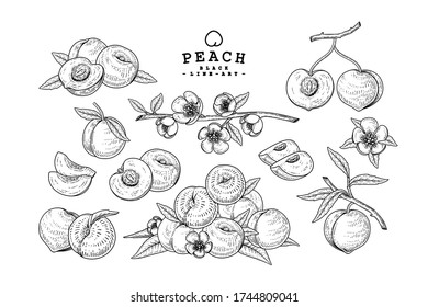 Vector Sketch Peach decorative set. Hand Drawn Botanical Illustrations. Black and white with line art isolated on white backgrounds. Fruits drawings. Retro style elements.