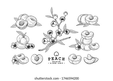 Vector Sketch Peach decorative set. Hand Drawn Botanical Illustrations. Black and white with line art isolated on white backgrounds. Fruits drawings. Retro style elements.
