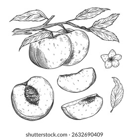 Vector Sketch Peach decorative set. Hand Drawn Botanical Illustrations. Black and white with line art isolated on white backgrounds. Fruits drawings.