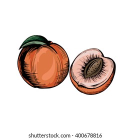 Vector sketch of a peach with a leaf isolated on a white background 