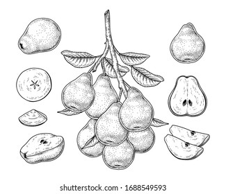 Vector Sketch Pear decorative set. Hand Drawn Botanical Illustrations. Black and white with line art isolated on white backgrounds. Fruits drawings. Retro style elements.
