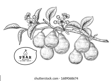 Esbozo vectorial Par conjunto decorativo. Ilustraciones Botánicas Dibujadas A Mano. Blanco y negro con arte lineal aislado en fondo blanco. Dibujos de frutas. Elementos de estilo retro.
