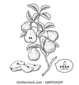 Vector Sketch Pear decorative set. Hand Drawn Botanical Illustrations. Black and white with line art isolated on white backgrounds. Fruits drawings. Retro style elements.
