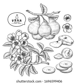 Vector Sketch Pear decorative set. Hand Drawn Botanical Illustrations. Black and white with line art isolated on white backgrounds. Fruits drawings. Retro style elements.
