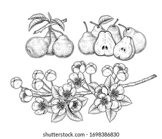 Vector Sketch Pear decorative set. Hand Drawn Botanical Illustrations. Black and white with line art isolated on white backgrounds. Fruits drawings. Retro style elements.
