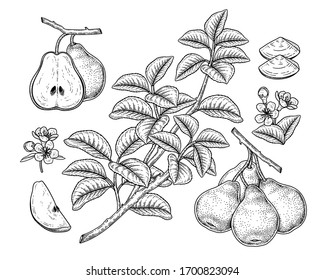 Vektorillustration Sketch Birne dekorative Set. Handgezeichnete botanische Illustrationen. Schwarz-Weiß mit Linien-Kunst einzeln auf weißem Hintergrund. Fruchtzeichnungen. Retro-Stilelemente.
