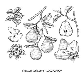 Vector Sketch Pear decorative set. Hand Drawn Botanical Illustrations. Black and white with line art isolated on white backgrounds. Fruits drawings. Retro style elements.
