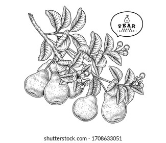 Vector Sketch Pear decorative set. Hand Drawn Botanical Illustrations. Black and white with line art isolated on white backgrounds. Fruits drawings. Retro style elements.

