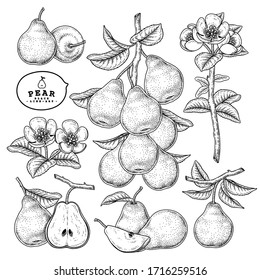 Vektorillustration Sketch Birne dekorative Set. Handgezeichnete botanische Illustrationen. Schwarz-Weiß mit Linien-Kunst einzeln auf weißem Hintergrund. Fruchtzeichnungen. Retro-Stilelemente.
