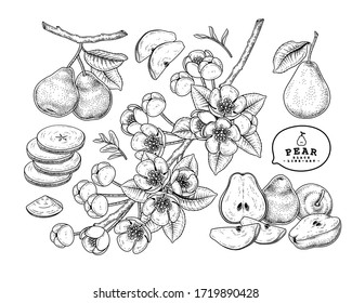 Vector Sketch Pear decorative set. Hand Drawn Botanical Illustrations. Black and white with line art isolated on white backgrounds. Fruits drawings. Retro style elements.
