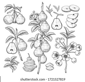 Esbozo vectorial Par conjunto decorativo. Ilustraciones Botánicas Dibujadas A Mano. Blanco y negro con arte lineal aislado en fondo blanco. Dibujos de frutas. Elementos de estilo retro.
