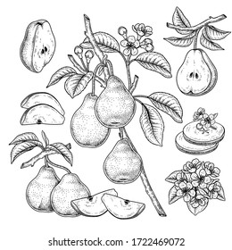 Vector Sketch Pear decorative set. Hand Drawn Botanical Illustrations. Black and white with line art isolated on white backgrounds. Fruits drawings. Retro style elements.
