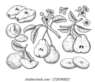 Vector Sketch Pear decorative set. Hand Drawn Botanical Illustrations. Black and white with line art isolated on white backgrounds. Fruits drawings. Retro style elements.
