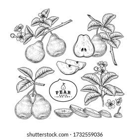 Vector Sketch Pear decorative set. Hand Drawn Botanical Illustrations. Black and white with line art isolated on white backgrounds. Fruits drawings. Retro style elements.
