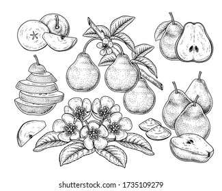 Vector Sketch Pear decorative set. Hand Drawn Botanical Illustrations. Black and white with line art isolated on white backgrounds. Fruits drawings. Retro style elements.
