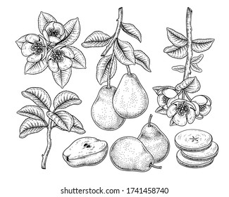 Vector Sketch Pear decorative set. Hand Drawn Botanical Illustrations. Black and white with line art isolated on white backgrounds. Fruits drawings. Retro style elements.
