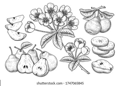 Vector Sketch Pear decorative set. Hand Drawn Botanical Illustrations. Black and white with line art isolated on white backgrounds. Fruits drawings. Retro style elements.
