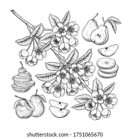 Vector Sketch Pear decorative set. Hand Drawn Botanical Illustrations. Black and white with line art isolated on white backgrounds. Fruits drawings. Retro style elements.
