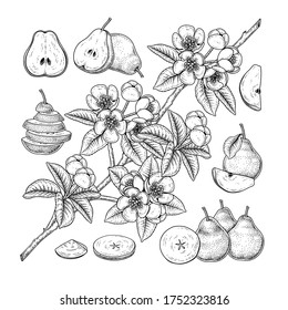 Esbozo vectorial Envase decorativo. Ilustraciones Botánicas Dibujadas A Mano. Blanco y negro con líneas de arte aisladas con fondo blanco. Dibujos de frutas. Elementos de estilo retro.
