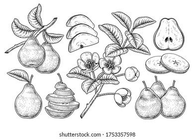 Vektor Sketch Birne dekorative Set. Handgezeichnete botanische Illustrationen. Schwarz-Weiß mit Linien-Kunst einzeln auf weißem Hintergrund. Fruchtzeichnungen. Retro-Stilelemente.
