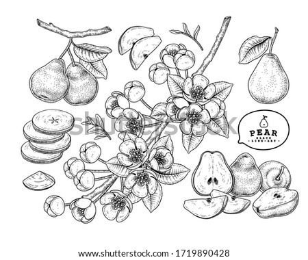 Vector Sketch Pear decorative set. Hand Drawn Botanical Illustrations. Black and white with line art isolated on white backgrounds. Fruits drawings. Retro style elements.
