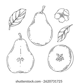 Vector sketch pear set. Hand drawn botanical illustrations. Black and white with line art isolated on white backgrounds. Fruits drawings, leaves, flower.