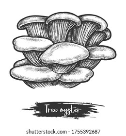 Vector sketch of pearl or tree oyster mushroom. Illustration design of shroom for cook or recipe, biology or botany, culinary. Forest fungus or autumn wood fungi.Cartoon edible shroom. Vegetarian food