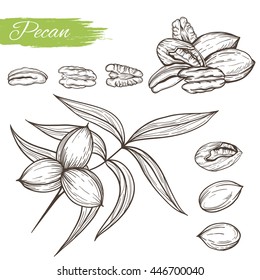 Vector sketch of pecan plant isolated on a white background. Line silhouette handmade of nut