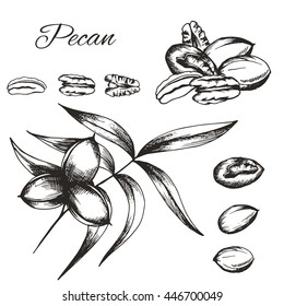 Vector sketch of pecan plant isolated on a white background. Line silhouette handmade of nut