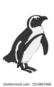 vector sketch of penguin bird