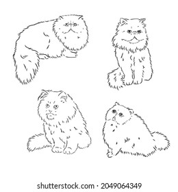 Vector Sketch Persian Cat persian cat vector