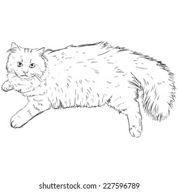 Vector Sketch Persian Cat