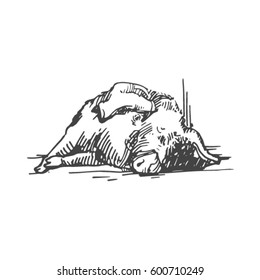 vector sketch of pig