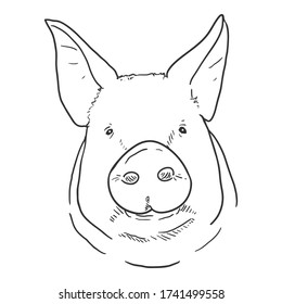 Vector Sketch Pig Face. Front View