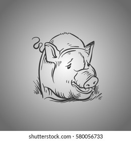 vector sketch of pig. Line pig on grey gradient. Pork and meat.Domestic animal on farm.