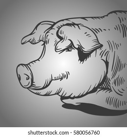 vector sketch of pig. Line pig on grey gradient. Pork and meat.Domestic animal on farm.