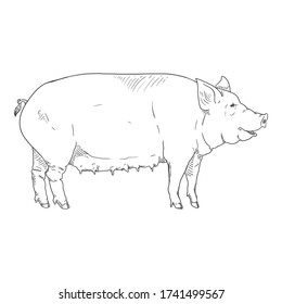 Vector Sketch Pig. Sow Hand Drawn Illustration