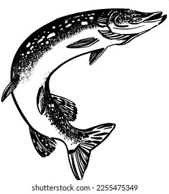 vector sketch of the pike fish 