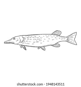 Vector Sketch Pike Fish Illustration. Side View.