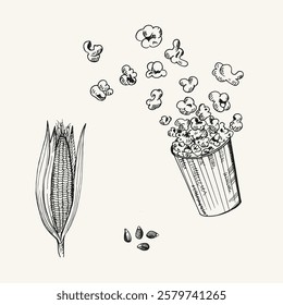 Vector sketch of a pile of popcorn corn, corn cob and grain on isolated background in vintage engraving style. Hand drawn doodle with fried and fresh kernels for design, logo, sign, label. Food, snack