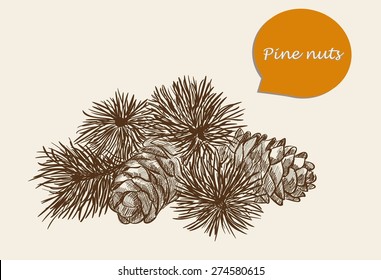 vector sketch of pine nuts